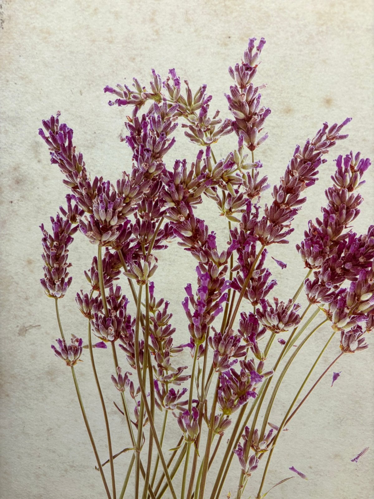 Schilderij Lavendel op hardboard - Decoratief kunstwerk, Ophalen, Hout, Print, Bloemen
