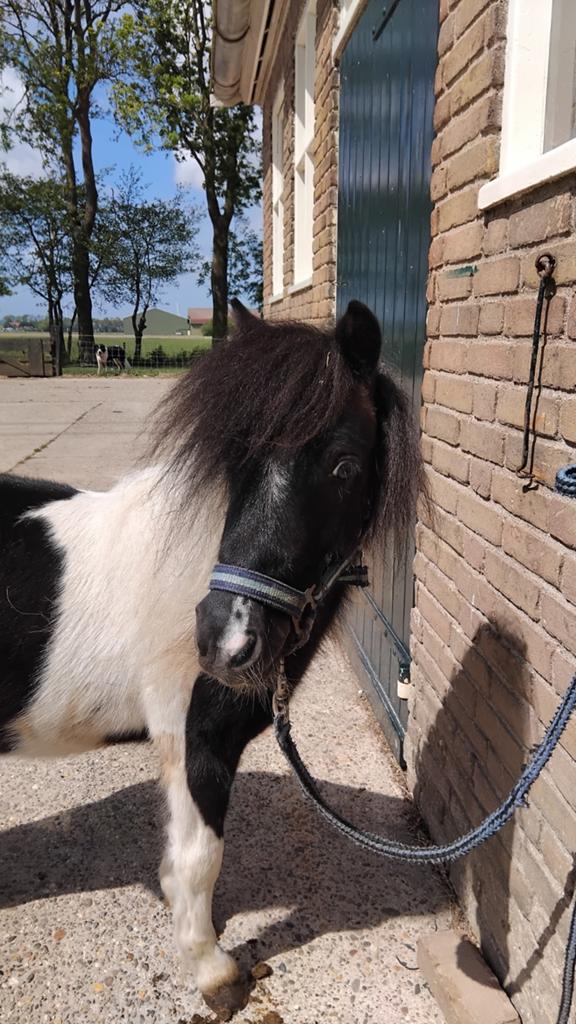 Te koop shetlander hengstje, Dieren en Toebehoren, Pony's, Hengst, A pony (tot 1.17m), Gechipt, 0 tot 2 jaar