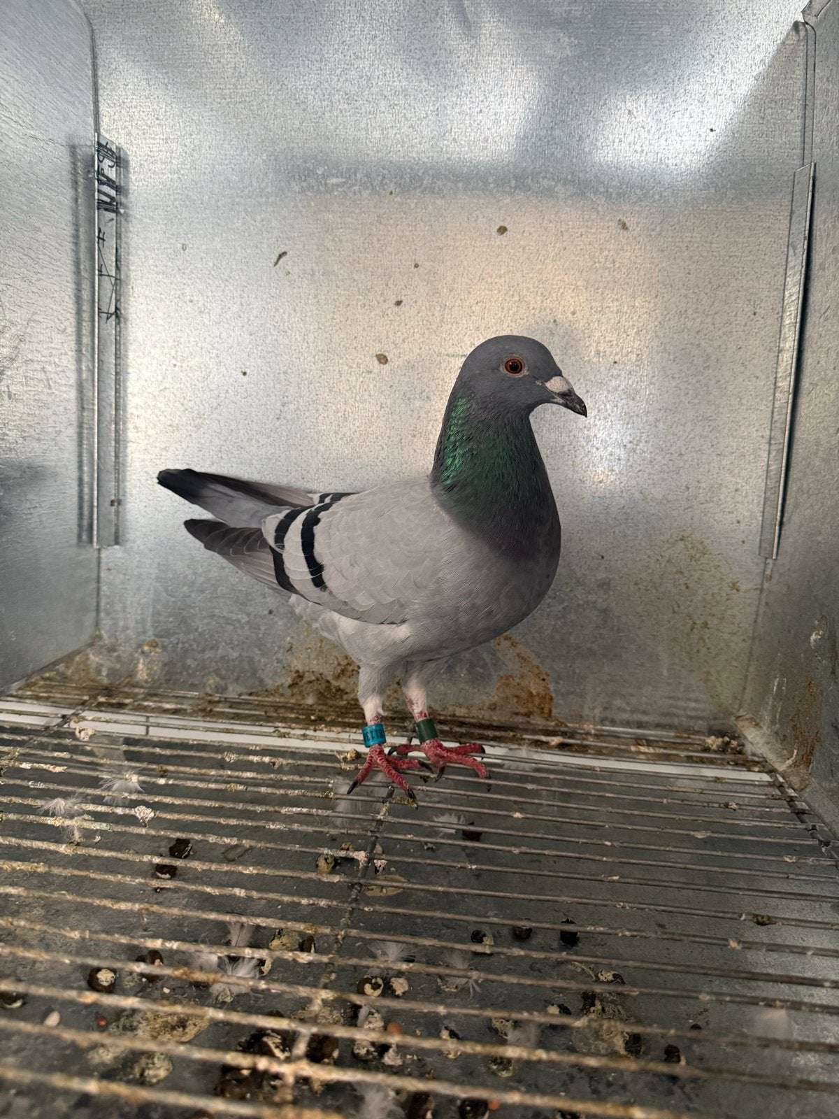 Mooi postduif duiven, Meerdere dieren, Postduif