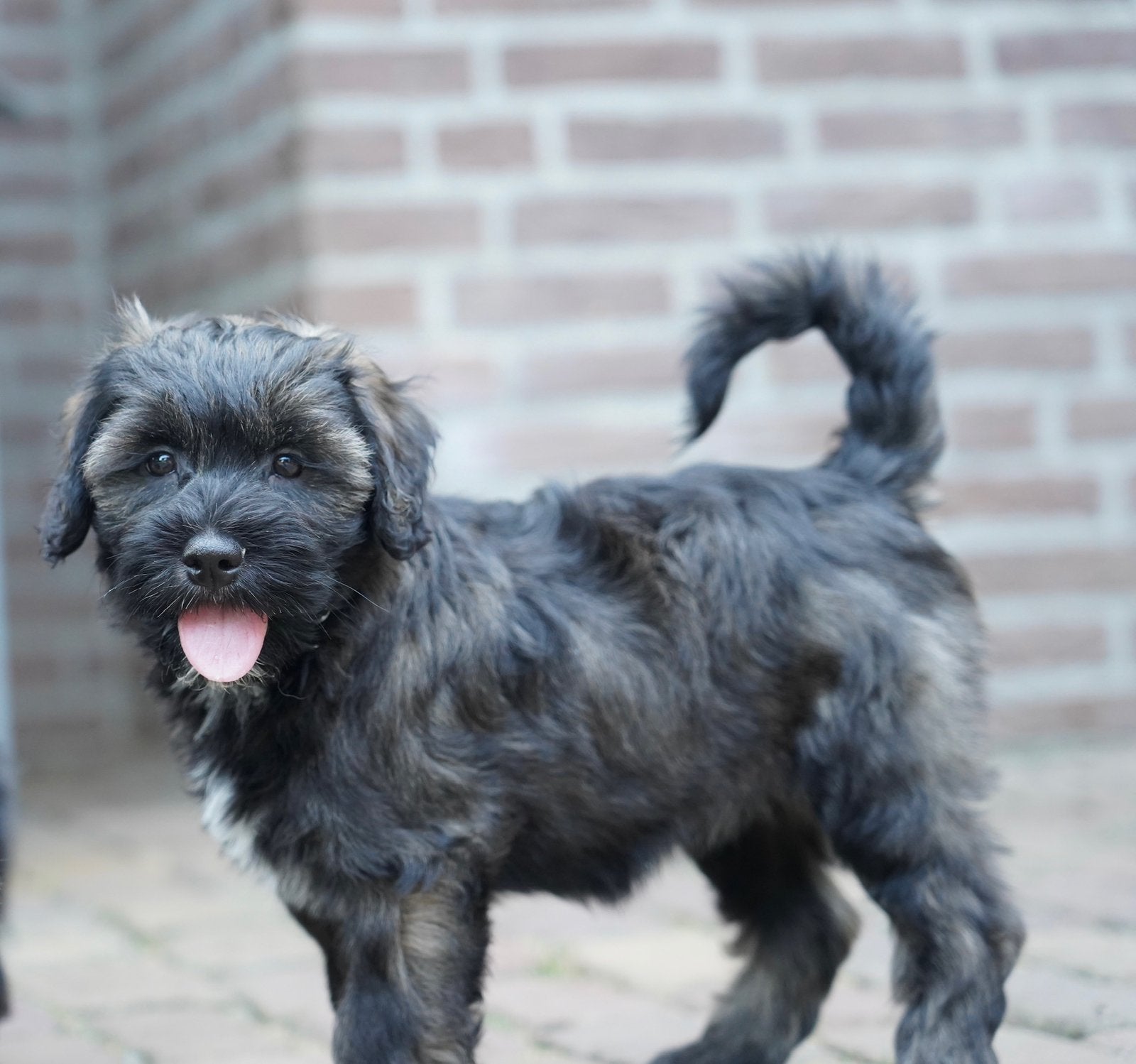 Boompoo pups | Boomer x Dwergpoedel, Parvo, Nederland, 8 tot 15 weken, Meerdere