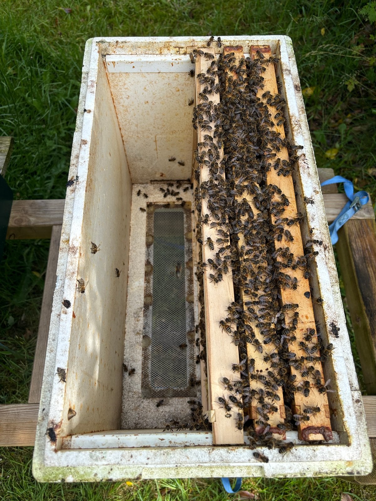 Buckfast aflegger Dadant US, Dieren en Toebehoren, Insecten en Spinnen, Bijen