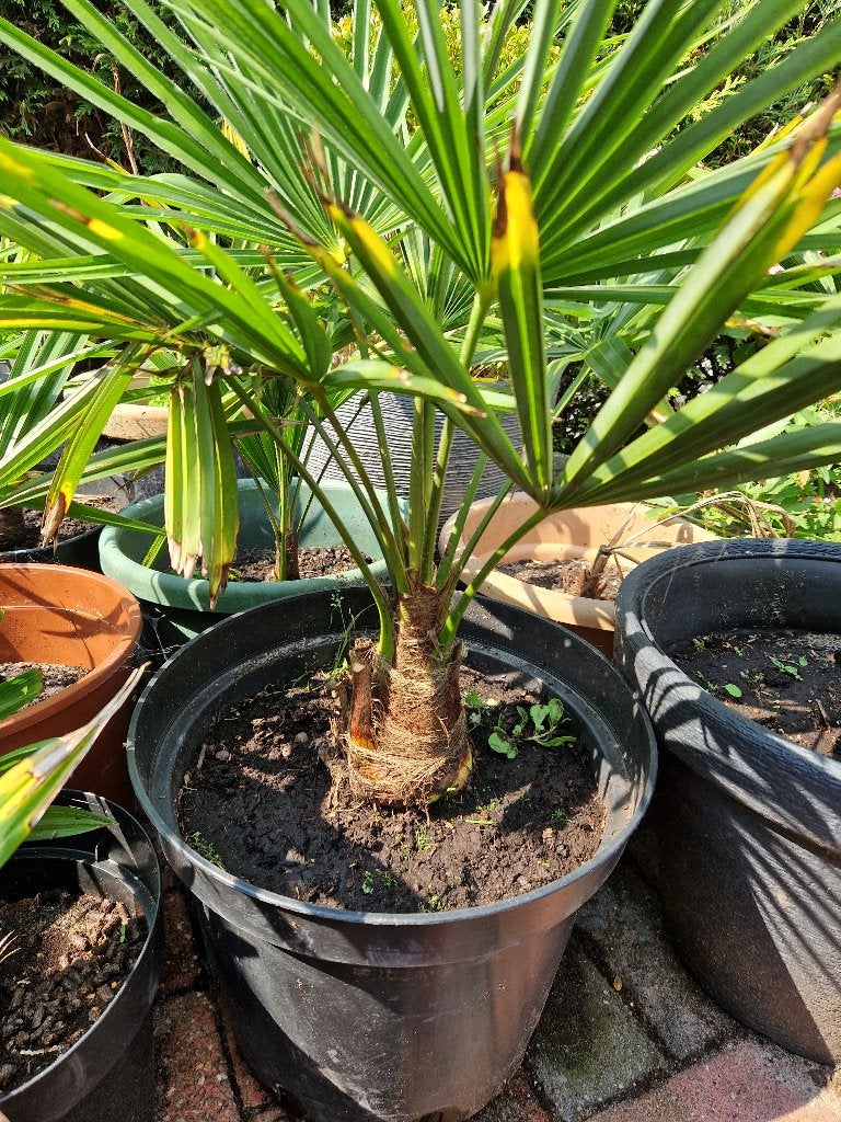 Foto 6 van Trachycarpus Fortunei    AANBIEDING