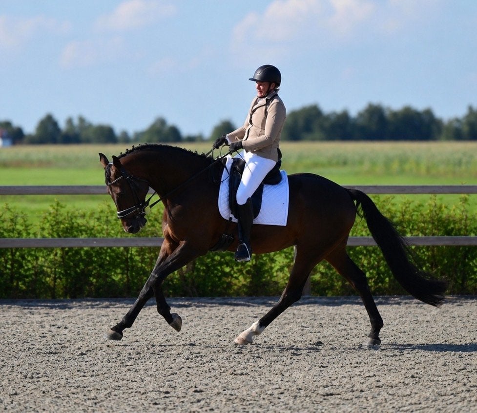 Grote brave dressuur ruin, ca 178,  Sir Donnerhall x Krack C, Dieren en Toebehoren, Paarden, 175 cm of meer, Met stamboom, Ruin