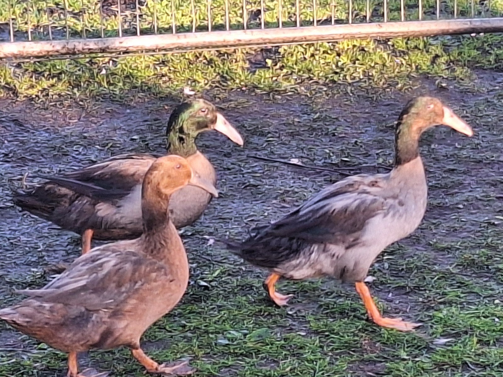 krombekeenden., Dieren en Toebehoren, Meerdere dieren, Eend