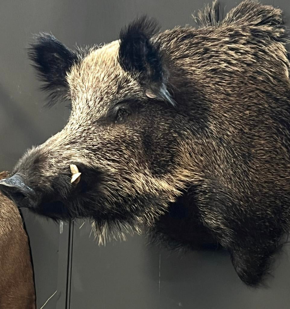Wild zwijn keiler everzwijn big opgezet taxidermie veluwe, Verzamelen, Dierenverzamelingen, Ophalen, Wild dier, Opgezet dier