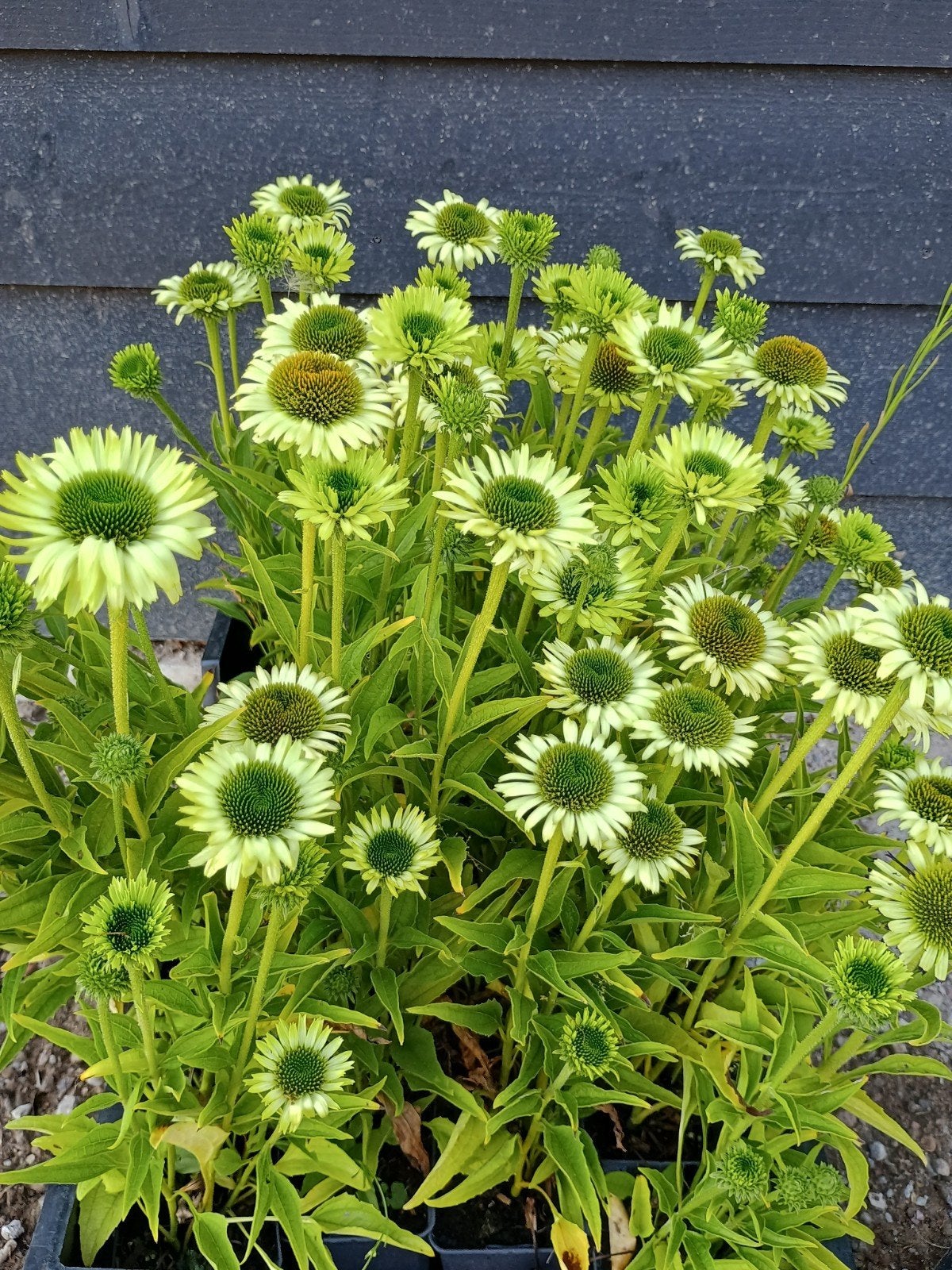 Echinacea purpurea 'Green Jewel' in P9 pot, Volle zon, Vaste plant, Zomer, Ophalen