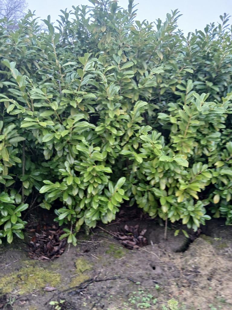 Prunus laur Novita  groenblijvende haag, Ophalen, Laurier, Haag, 100 tot 250 cm