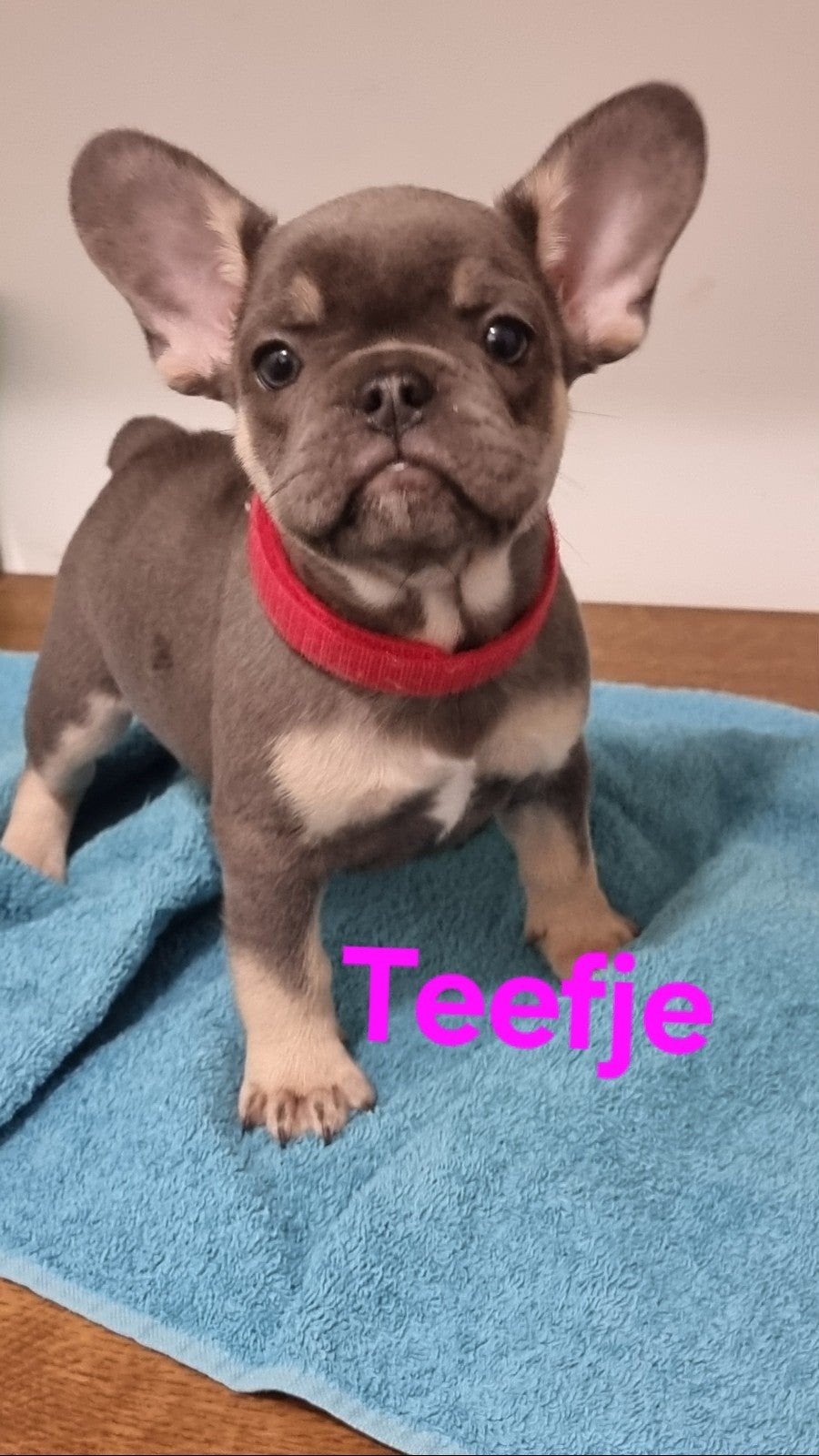Franse bulldog pups, Dieren en Toebehoren, CDV (hondenziekte), 8 tot 15 weken, Bulldog, Meerdere