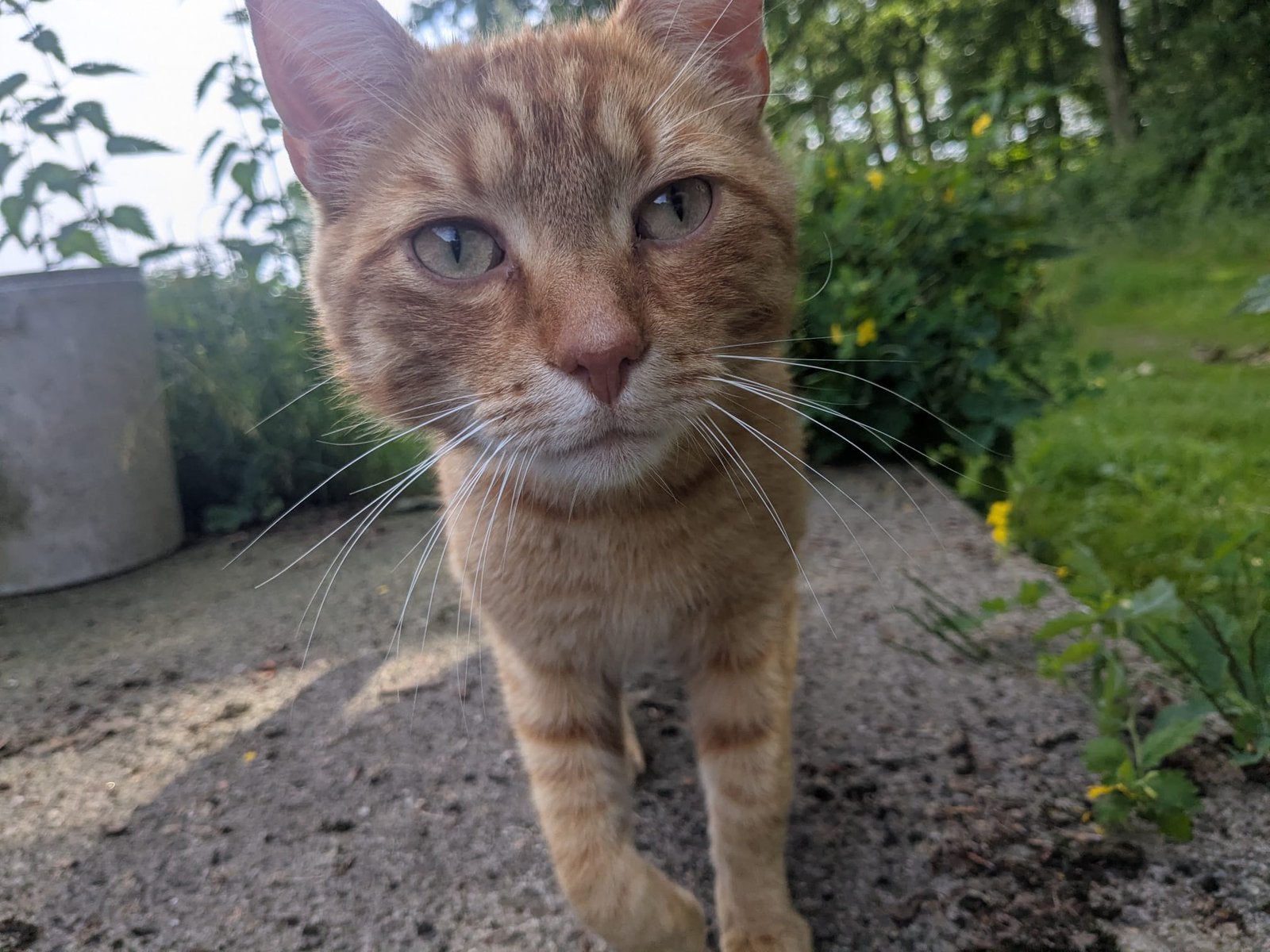 Kater zoekt nieuw huisje, Dieren en Toebehoren, Katten en Kittens | Overige Katten, Kortharig, Kater, 3 tot 5 jaar