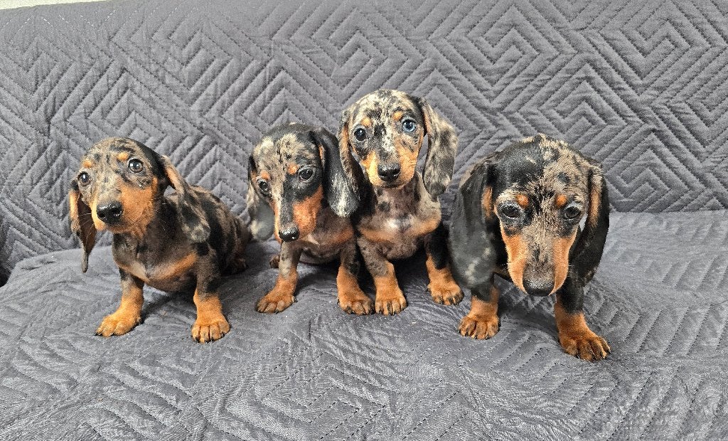 Teefjes Teckel puppy's, Dieren en Toebehoren, CDV (hondenziekte), 8 tot 15 weken, Korthaar, Teef