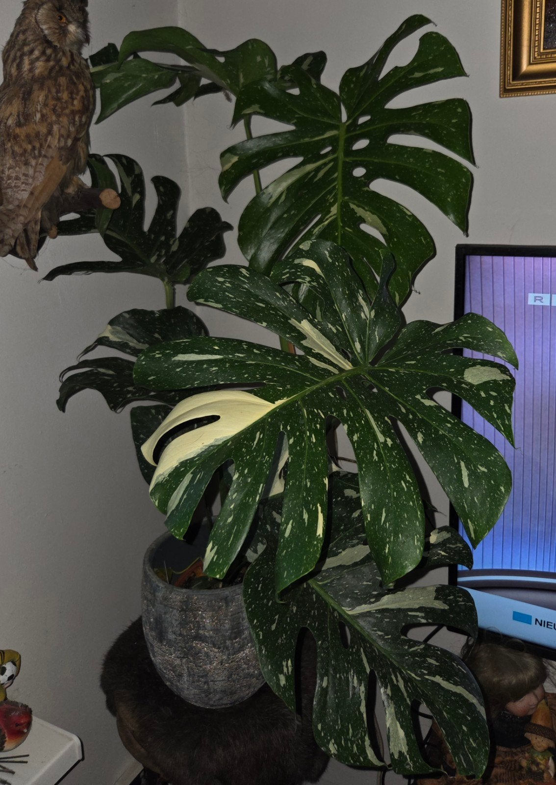 grote Monsteria, Ophalen, 100 tot 150 cm, Halfschaduw, In pot