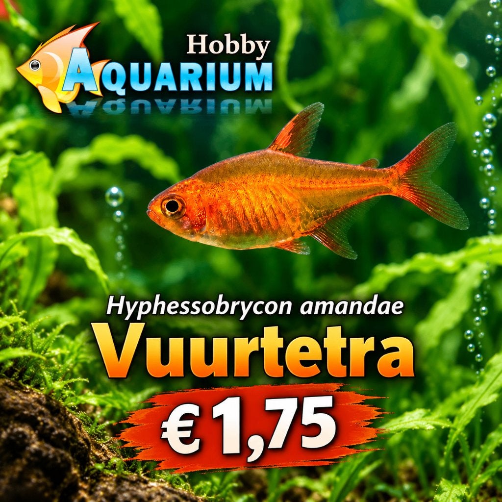 Hobbyaquarium Hyphessobrycon amandae / vuurtetra, Vis, Zoetwatervis, Schoolvis