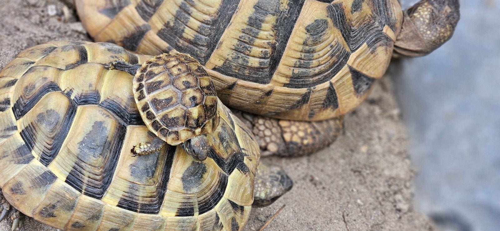 prachtige jonge landschildpadden Tortoise photo 9