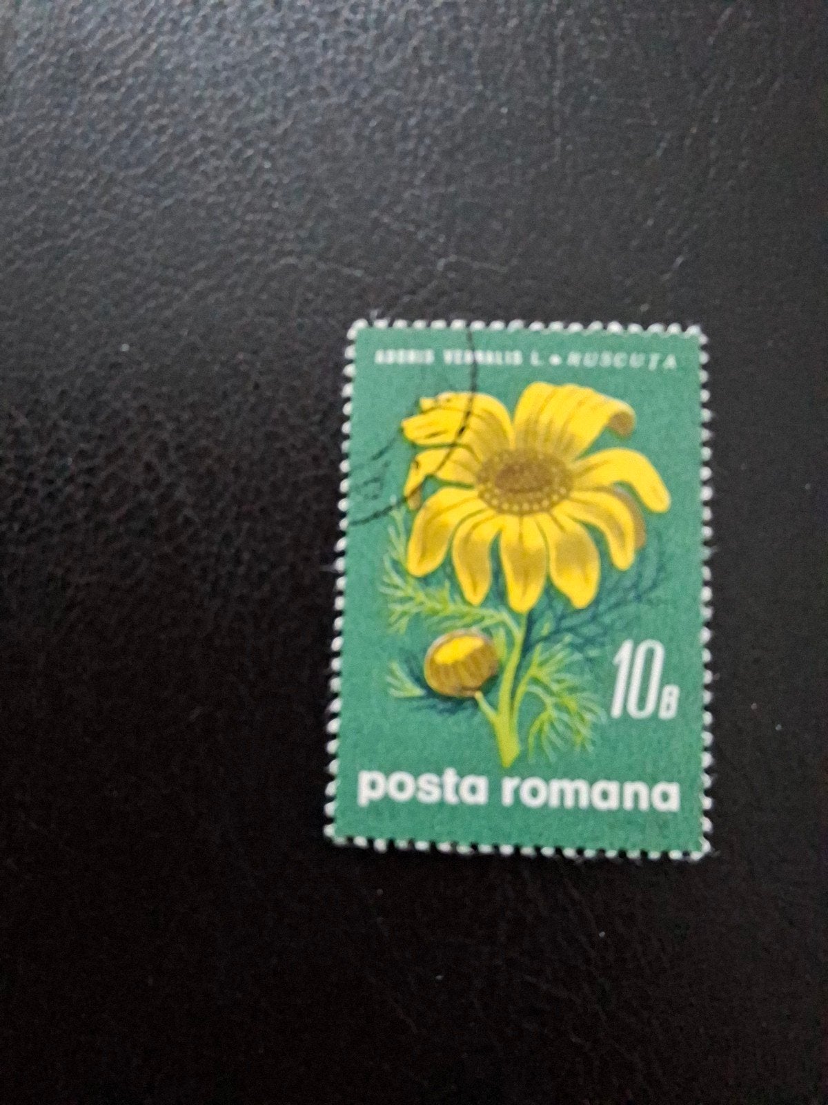 Bloemen.  Roemenië, Ophalen of Verzenden, Dier of Natuur