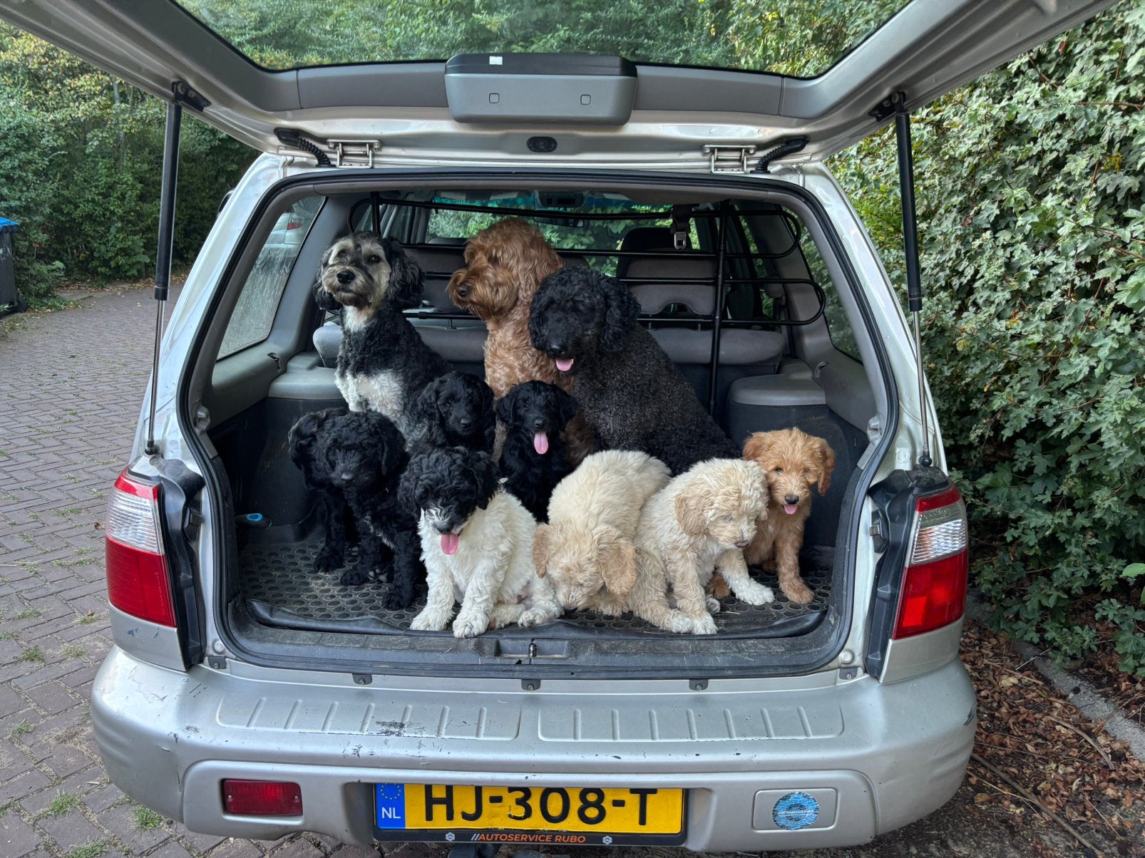 Australian Goldendoodle X labradoodle / Double Doodle pup, Parvo, 8 tot 15 weken, Meerdere dieren, Eén hond