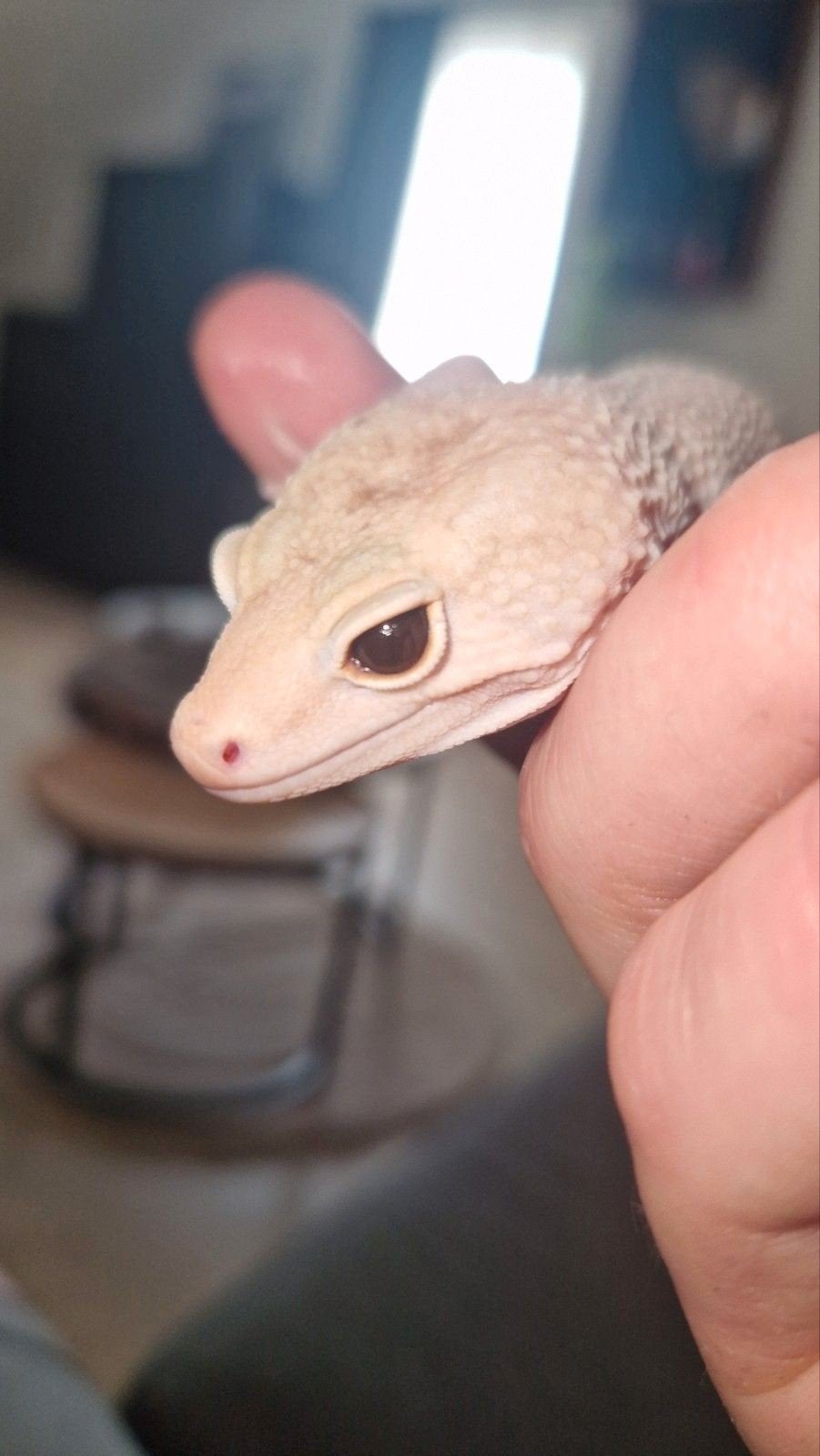luipaardgekko man diablo blanco, Dieren en Toebehoren, Hagedis, 0 tot 2 jaar