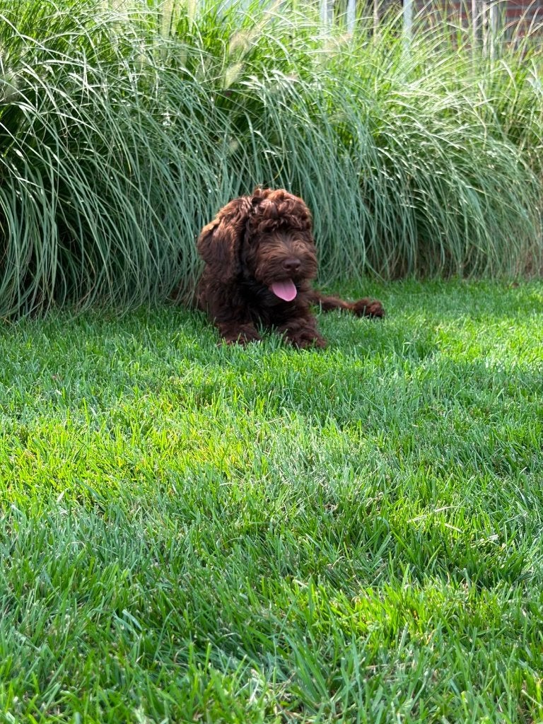 labradoodles pup, echte mooie. laatste 3, Overige rassen, 8 tot 15 weken, Parvo, Meerdere
