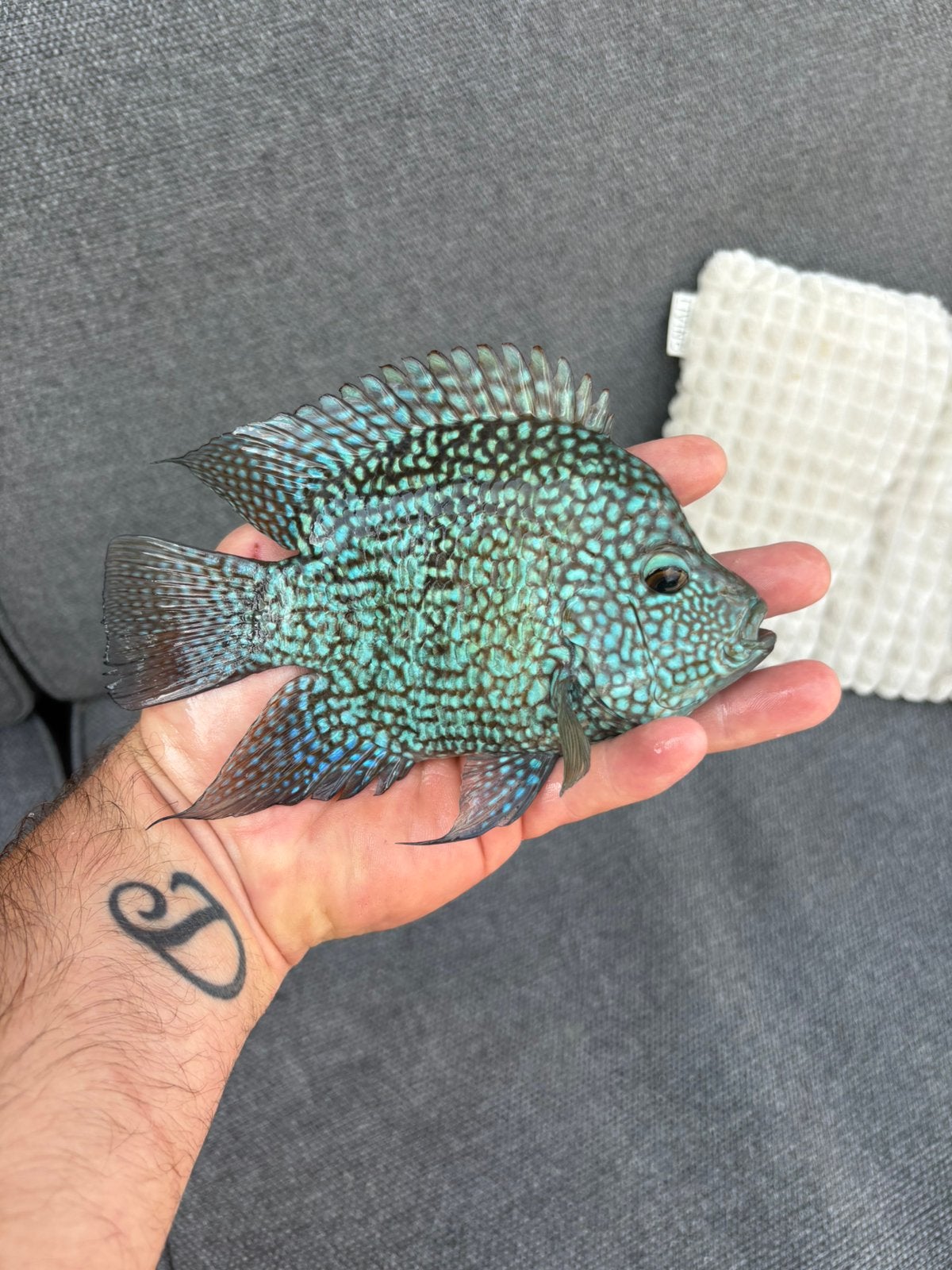 Green texas shortbody, Dieren en Toebehoren, Vissen | Aquariumvissen, Vis
