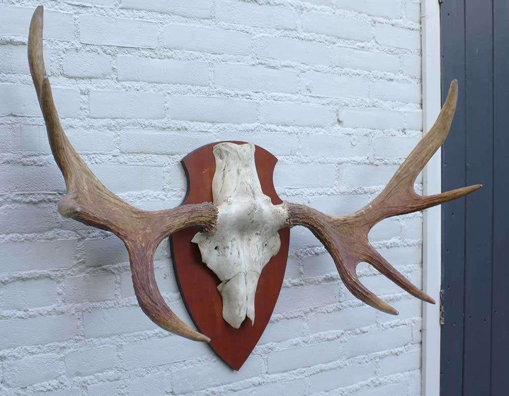 SCANDINAVISCH ELAND GEWEI OP HOUTEN SCHILD (ref. O), Verzamelen, Ophalen, Gebruikt, Hert, Gewei of Kop