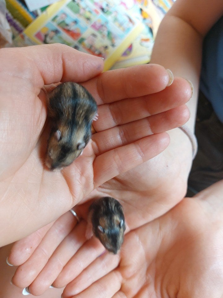 Baby dwerghamsters, Dieren en Toebehoren, Hamster, Mei, Meerdere dieren, Tam