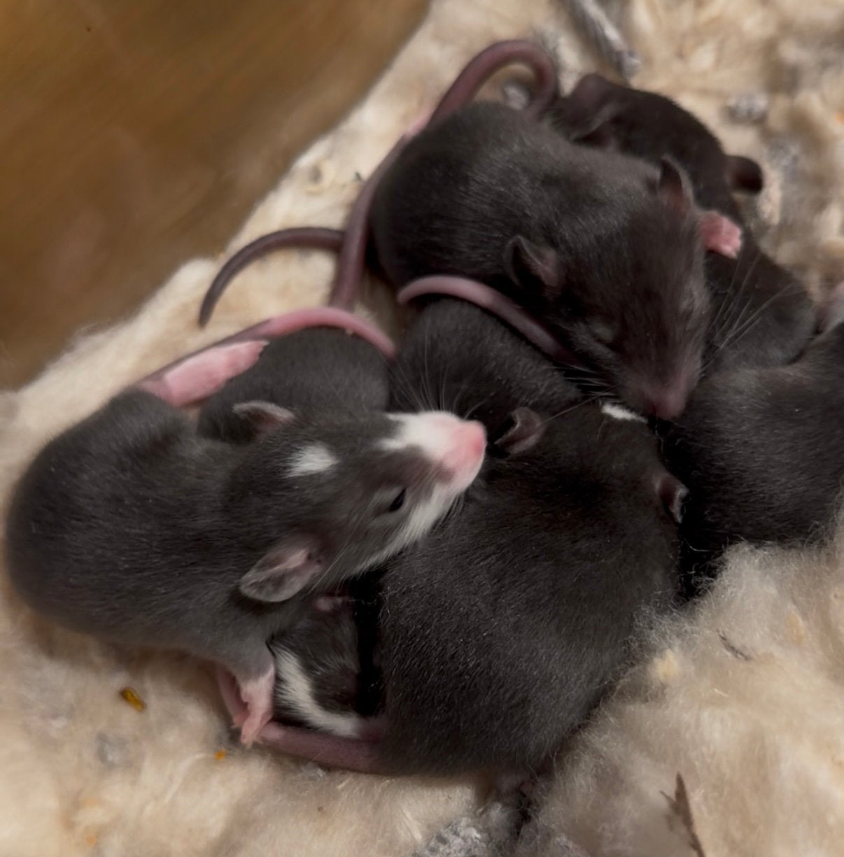 Rittens en mama, Rat, Augustus, Meerdere dieren, Tam