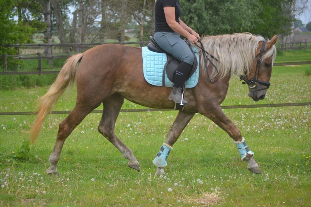 Prachtige lieve merrie, Dieren en Toebehoren, Paarden, Merrie, Minder dan 160 cm, Recreatiepaard, 3 tot 6 jaar