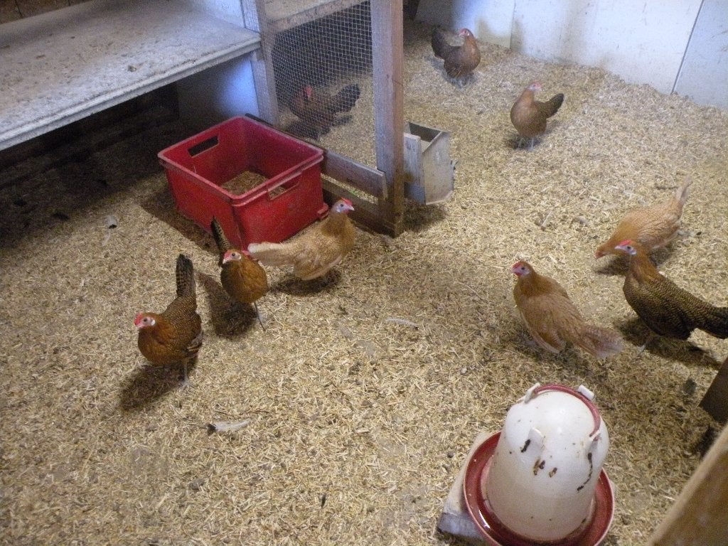 hollandse hoen groot goudpel en geelwit pel, Dieren en Toebehoren, Meerdere dieren, Kip