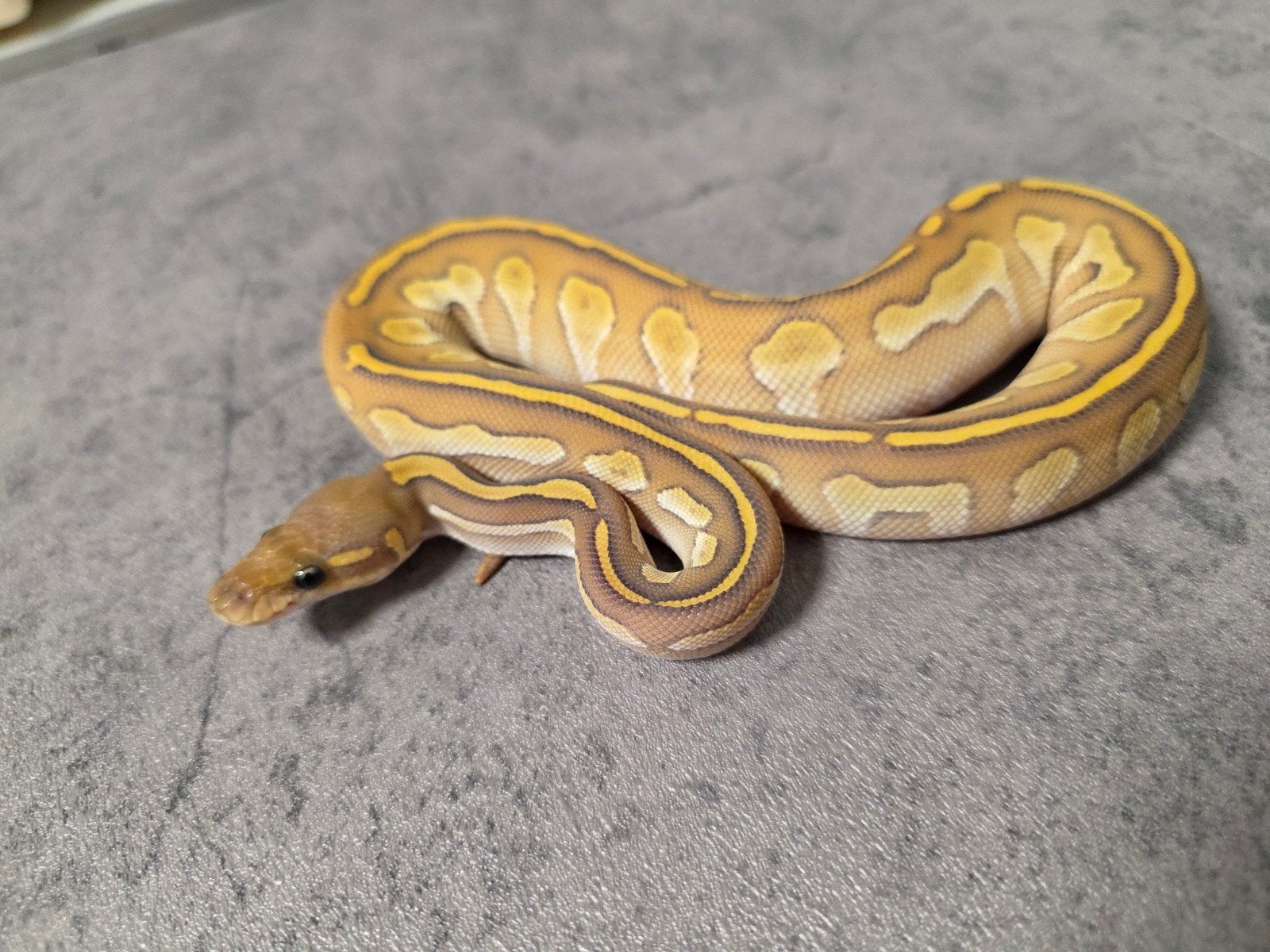 Black Head Butter Hypo️♀️ Python regius, Dieren en Toebehoren, Slang, 0 tot 2 jaar