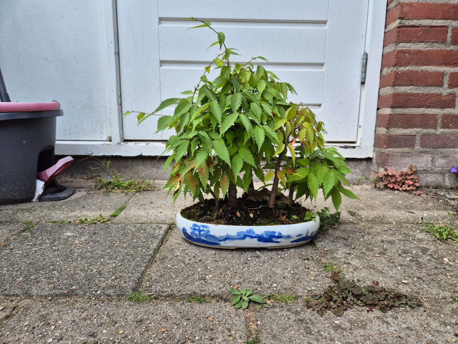 Japanse Iep/Zelkova Bossage Bonsai, Vaste plant, Bloeit niet, Halfschaduw, Ophalen