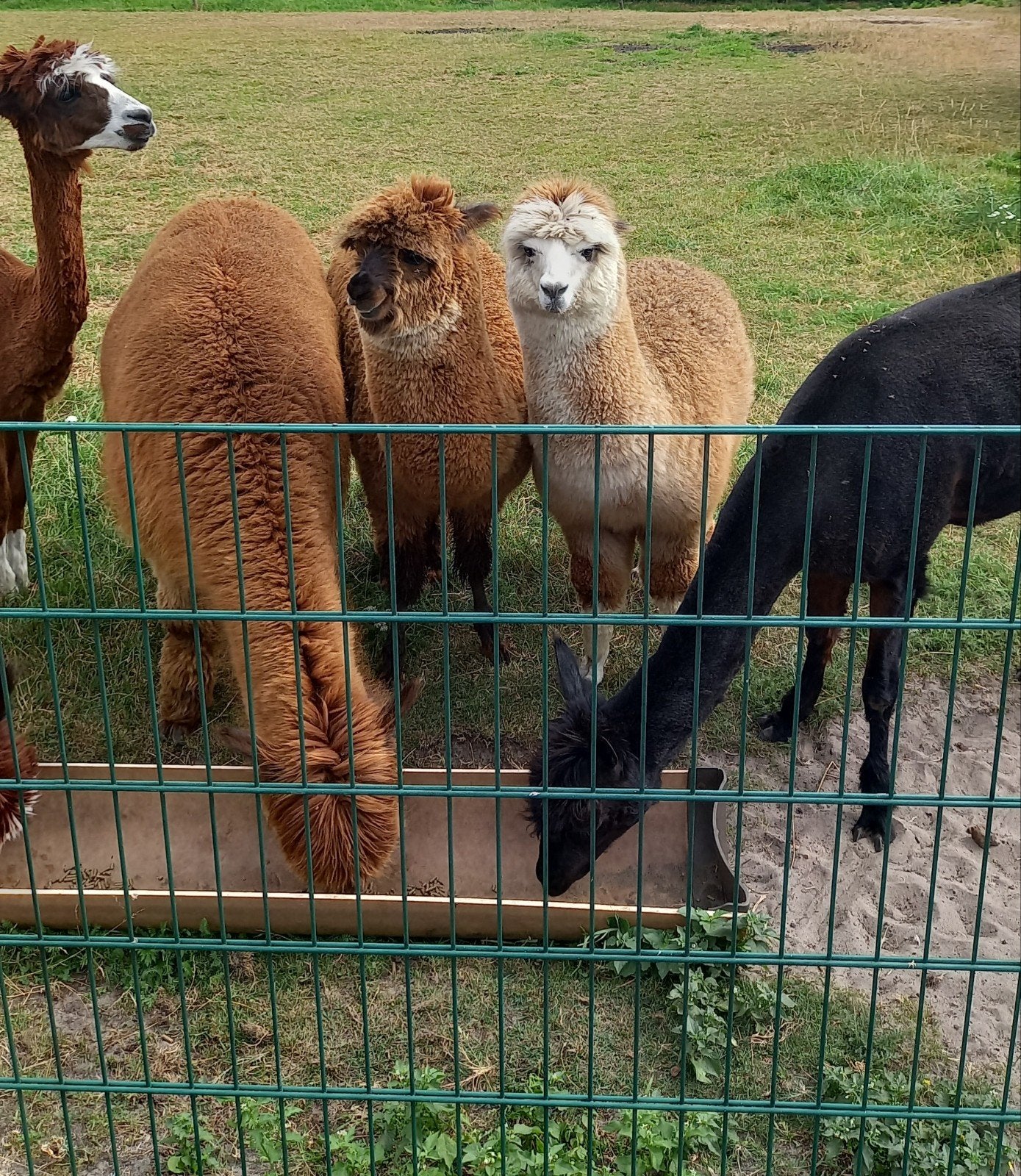 Alpacawol, Ophalen, Zo goed als nieuw, Spinwol