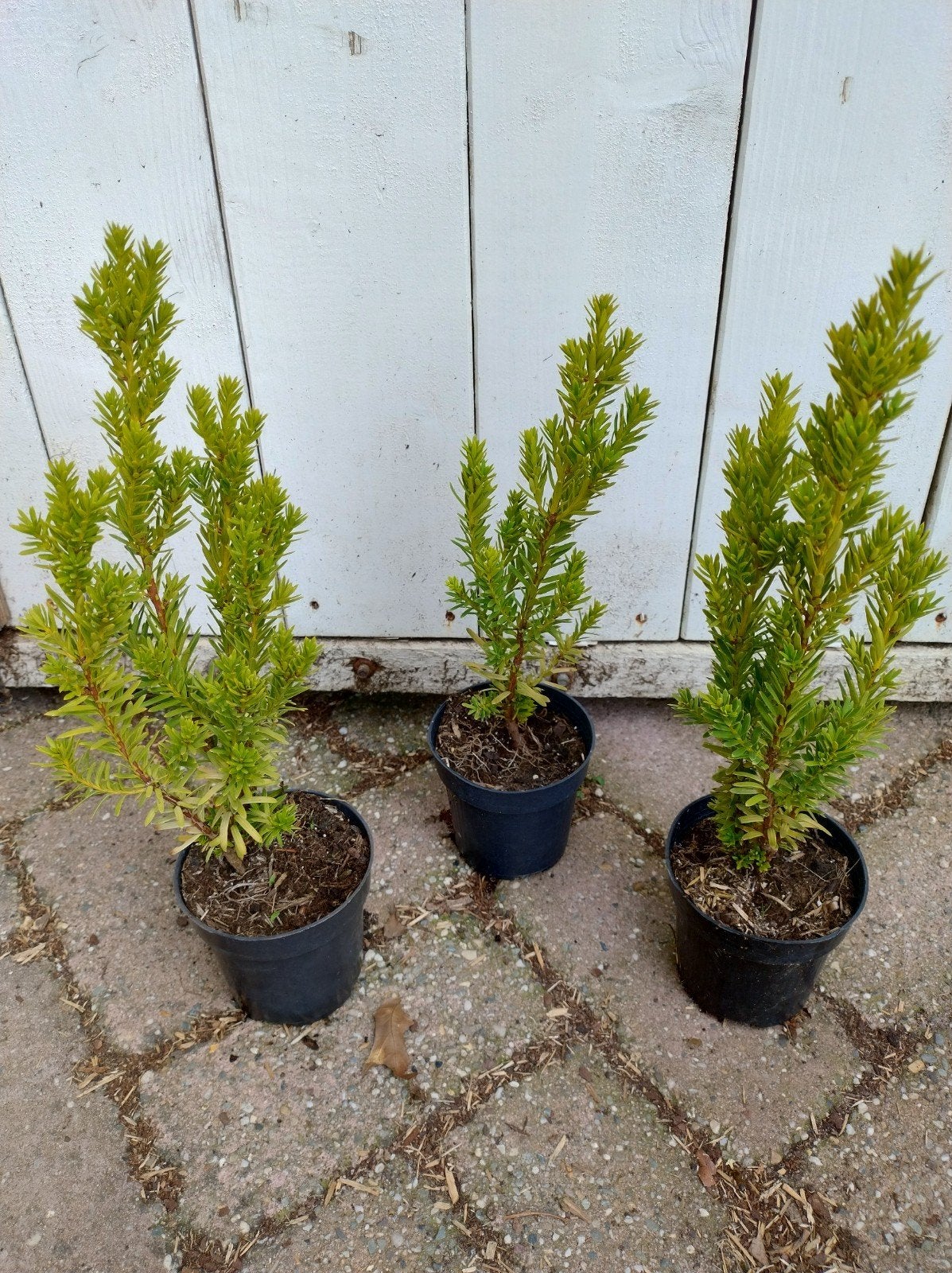 taxus media Kazio. snelgroeiende taxus. bossig P9 planten, Overige soorten, Vaste plant, Ophalen of Verzenden, Bloeit niet