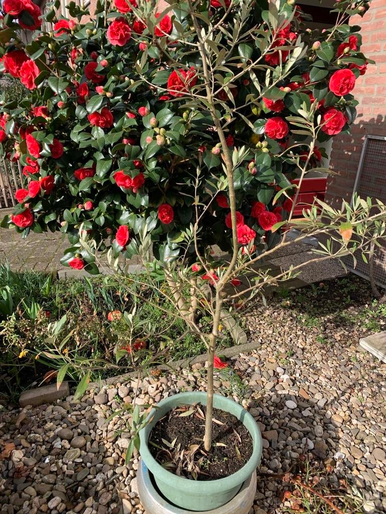 Olijven boom, draagt olijven, Ophalen, Overige soorten, Volle zon