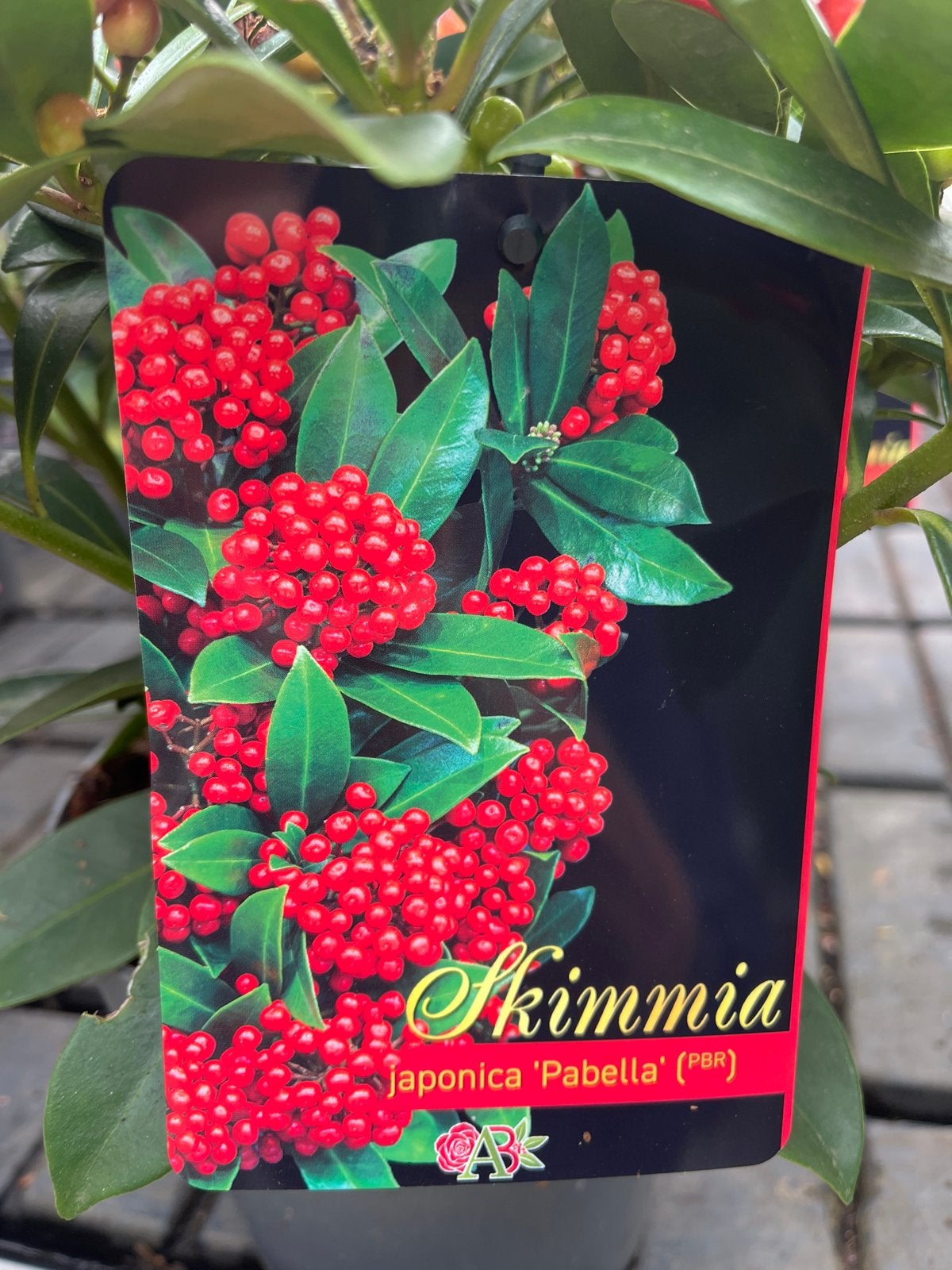 Skimmia japonica 'Pabella' - Winterharde Sierplant, Overige soorten, Vaste plant, Ophalen of Verzenden, Halfschaduw