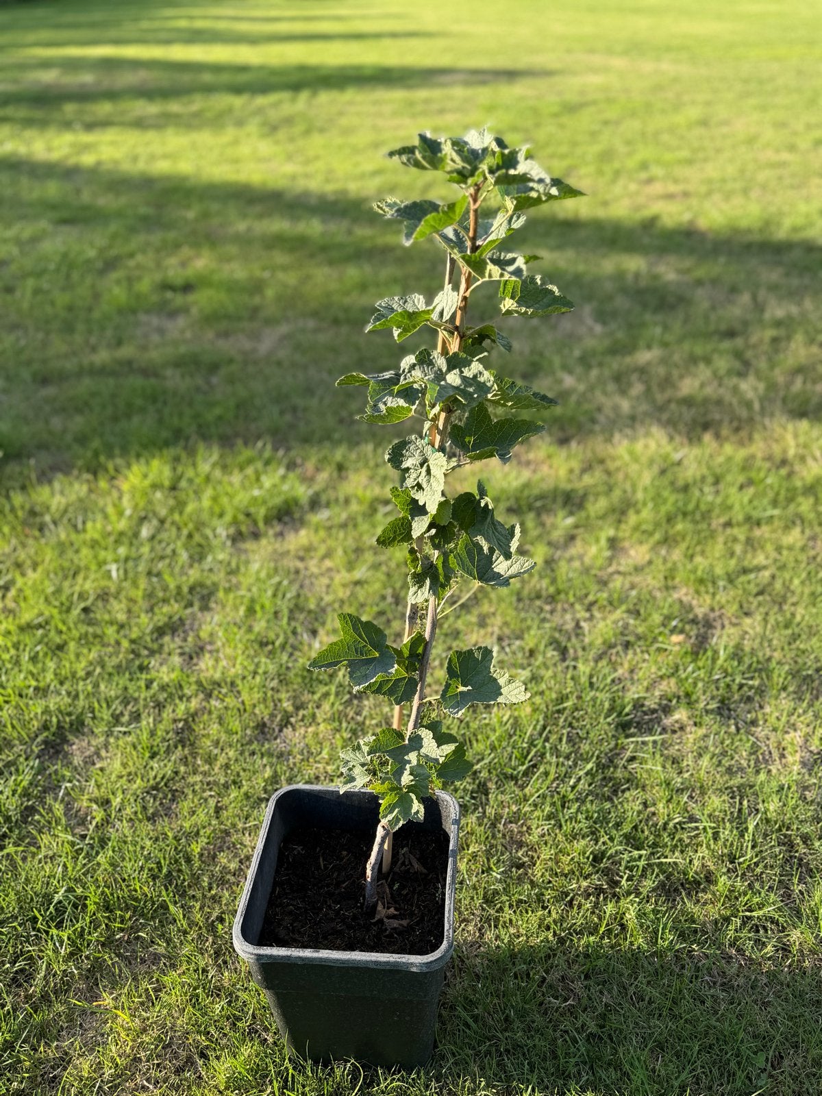Rode bessenstruik in pot, Ophalen, Volle zon, Vaste plant, Fruitplanten