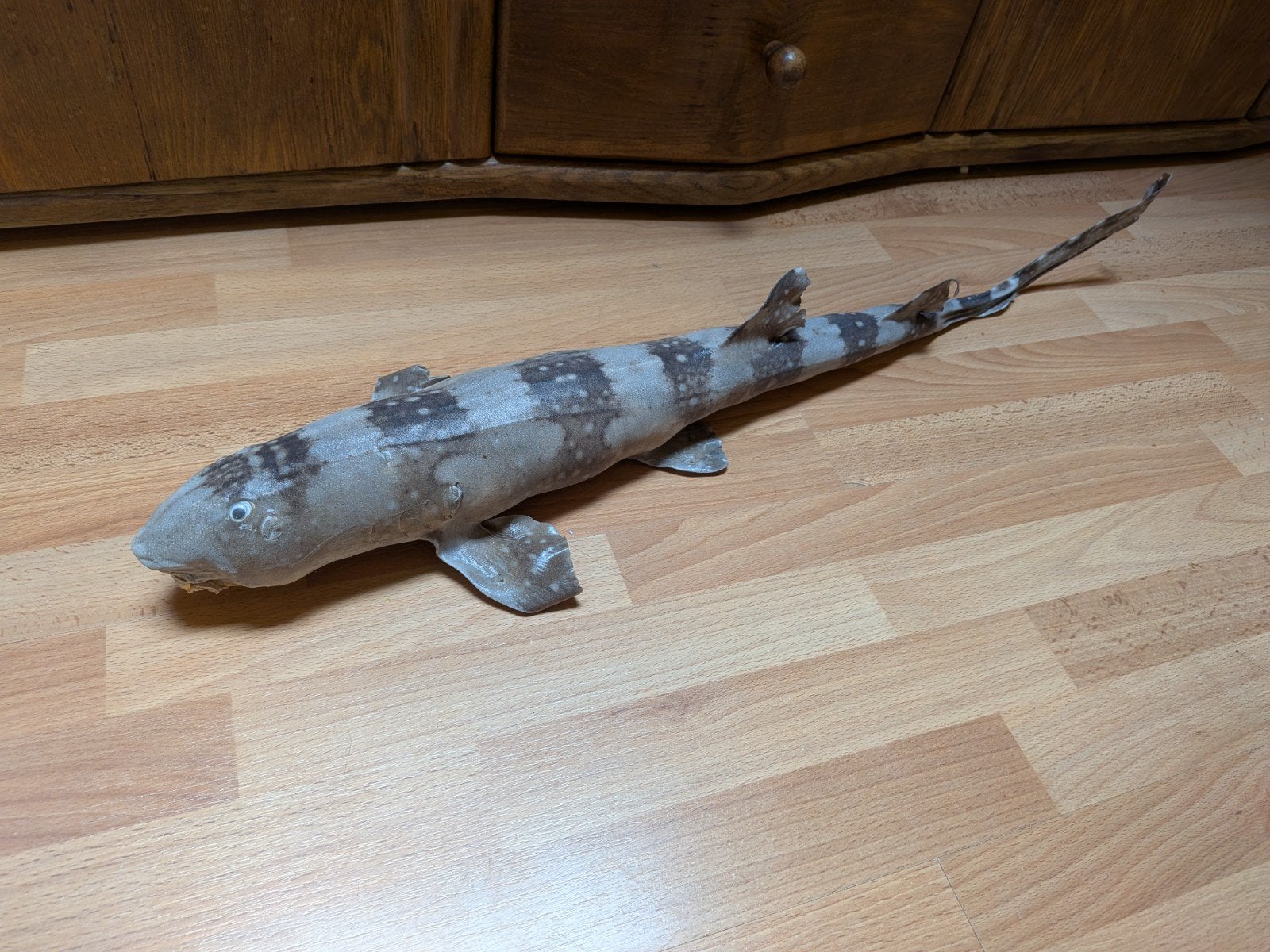 opgezette bamboe haai taxidermie, Ophalen of Verzenden, Opgezet dier
