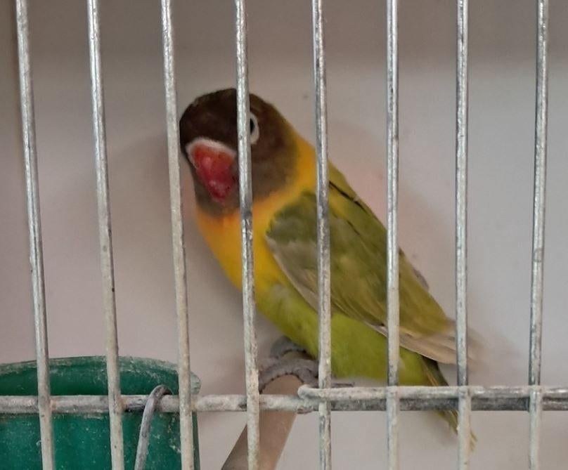 Pastel personata, Vrouwelijk, Dwergpapegaai of Agapornis, Geringd
