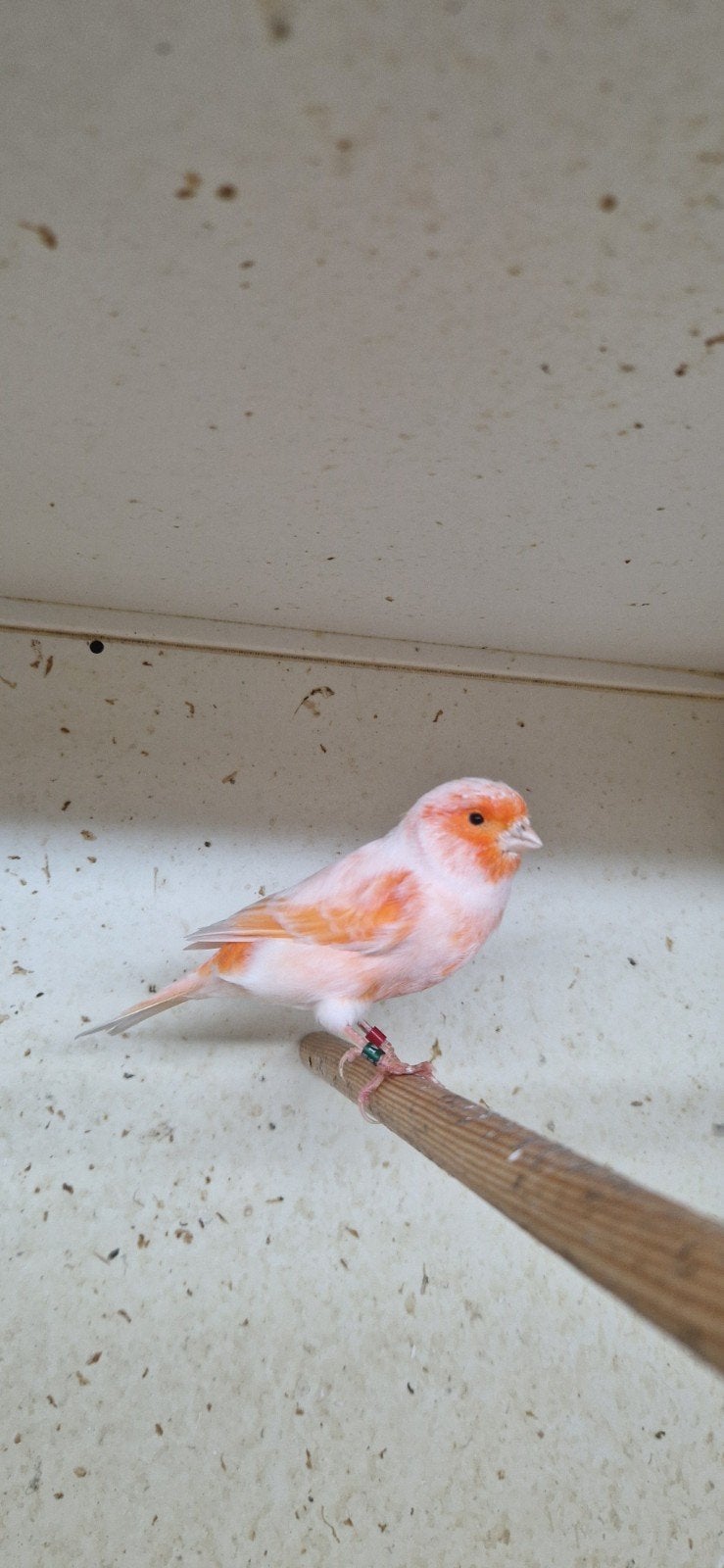 Harlekijn kanaries., Dieren en Toebehoren, Mannelijk, Kleurkanarie
