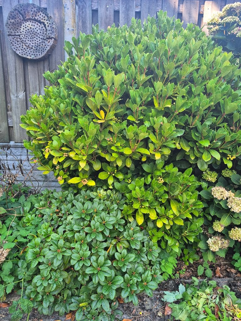 Diverse tuinplanten, Ophalen, Vaste plant, Overige soorten, Halfschaduw