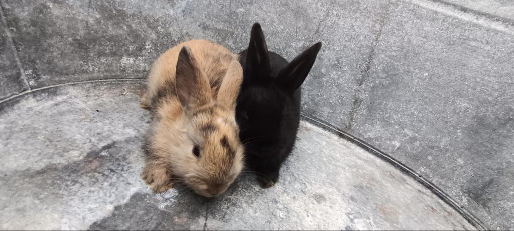 Jonge konijnen (voedsters), Dieren en Toebehoren, Konijnen, Vrouwelijk, Middelgroot, 0 tot 2 jaar