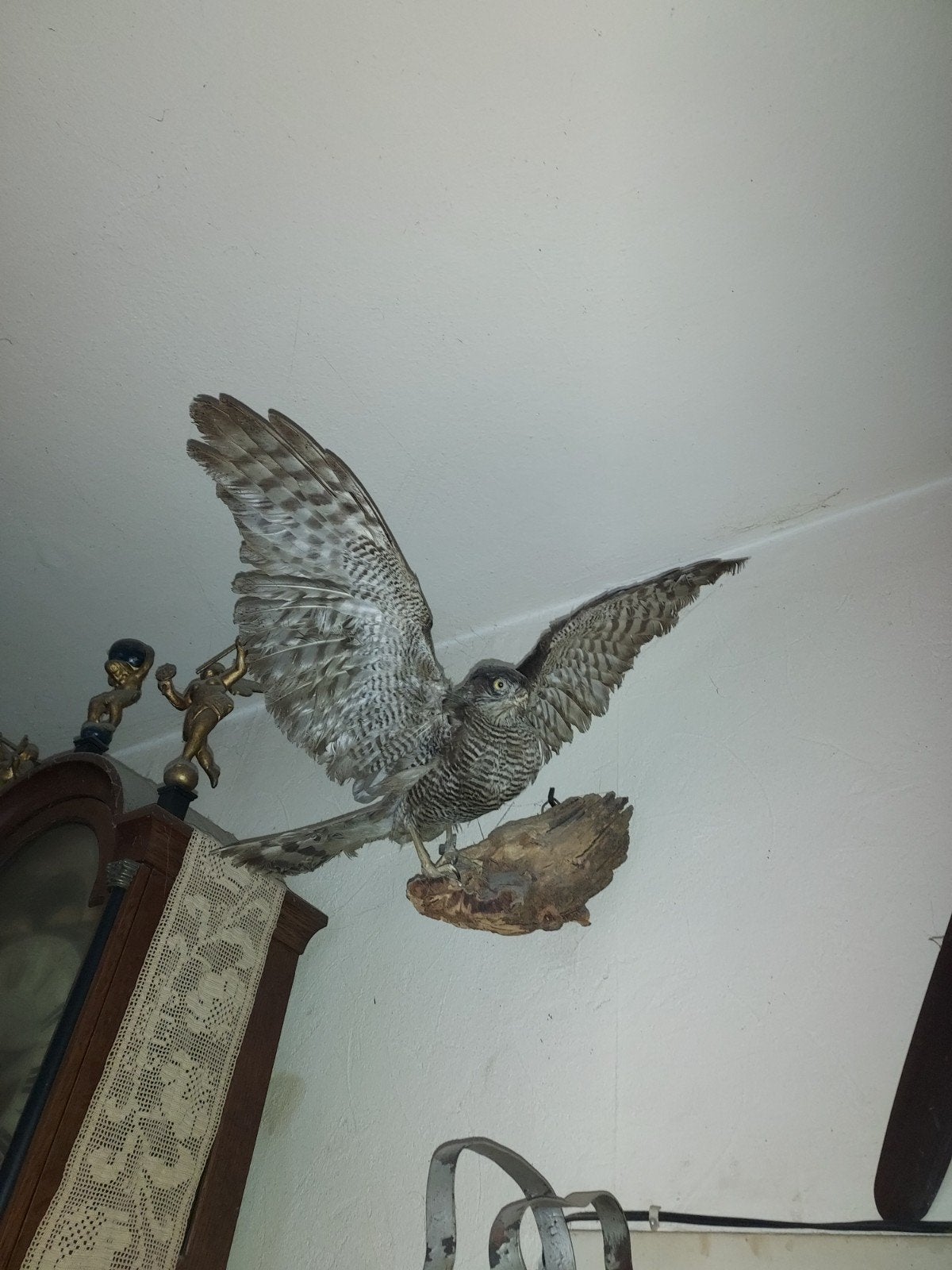 valkje op boomstam voor aan want, Dieren en Toebehoren, Vogels | Overige Vogels, Mannelijk, Roofvogel