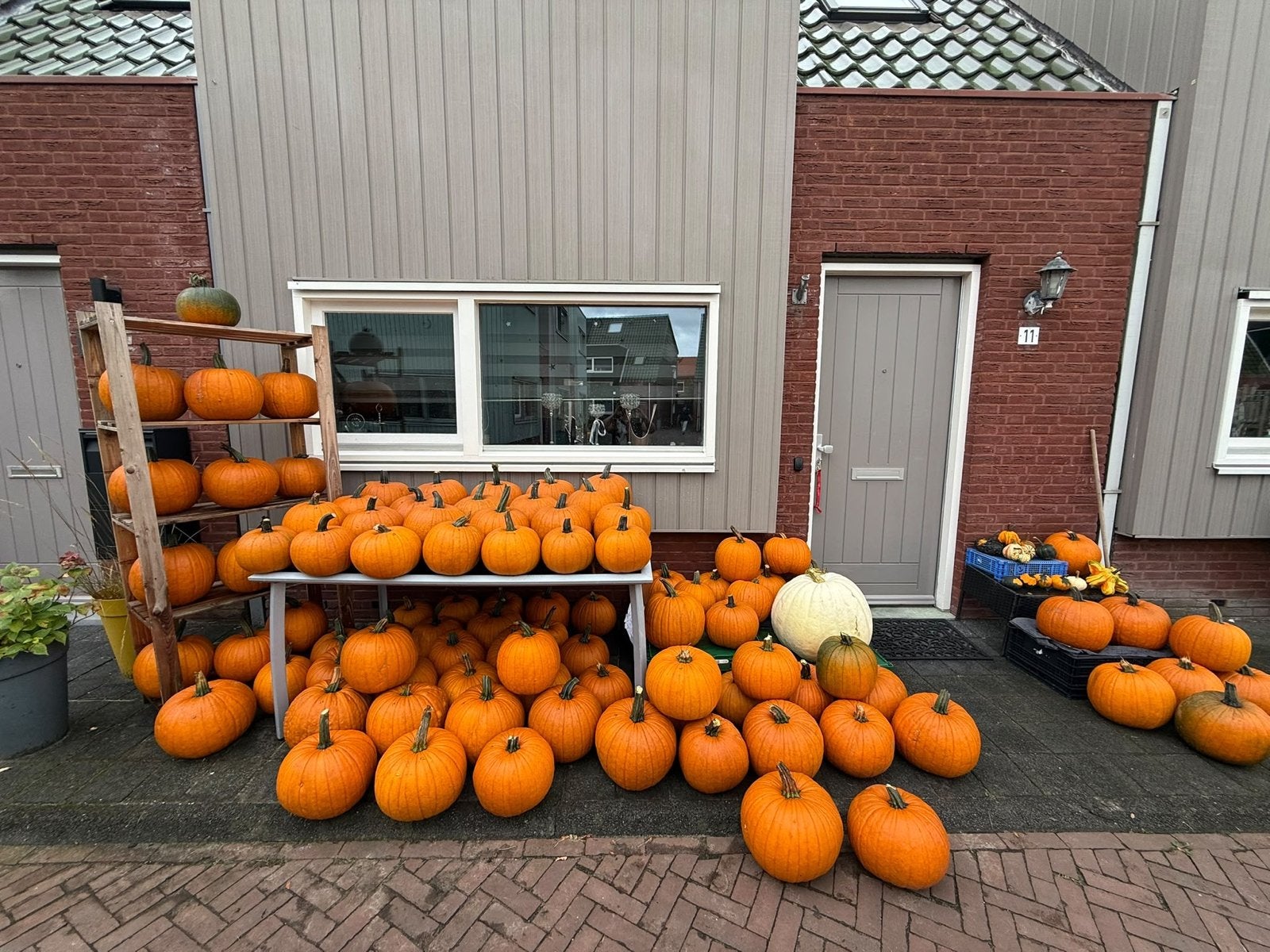 Verse pompoenen, Volle zon, Groenteplanten, Eenjarig, Ophalen of Verzenden