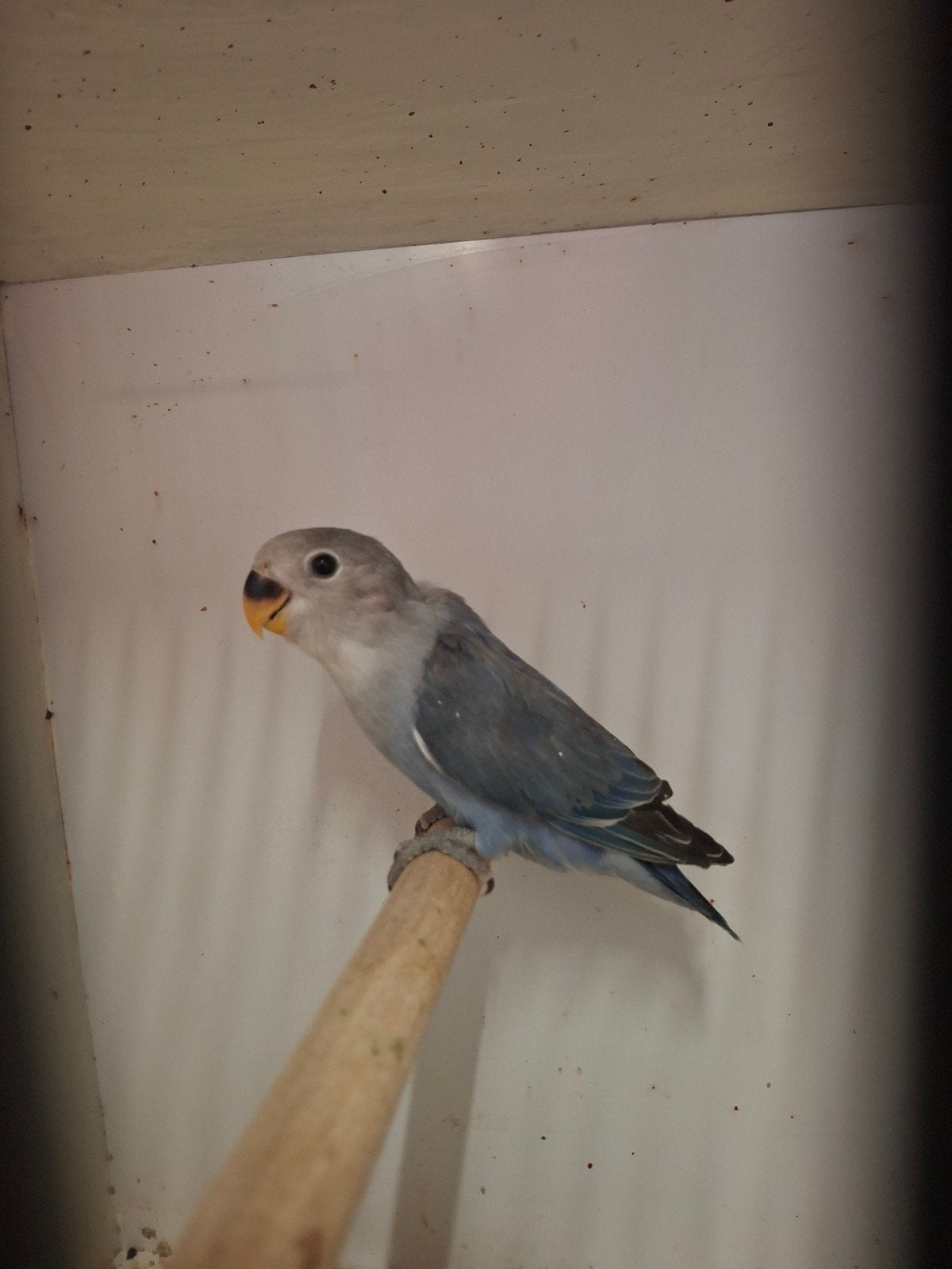 Jongen agaporniden, Dieren en Toebehoren, Vogels | Parkieten en Papegaaien, Meerdere dieren, Dwergpapegaai of Agapornis, Tam