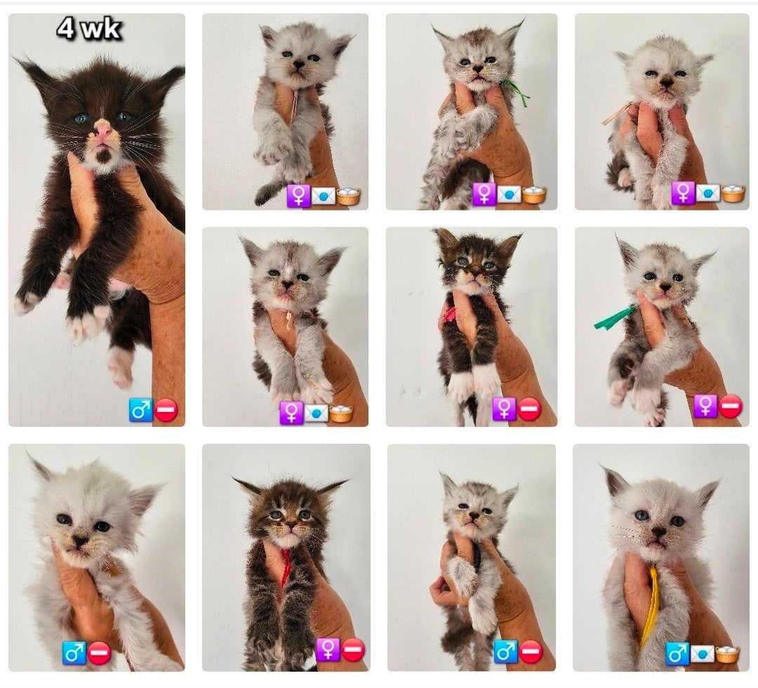 Maine Coon kittens ID garantiecontract, Meerdere dieren, Met stamboom, 0 tot 2 jaar