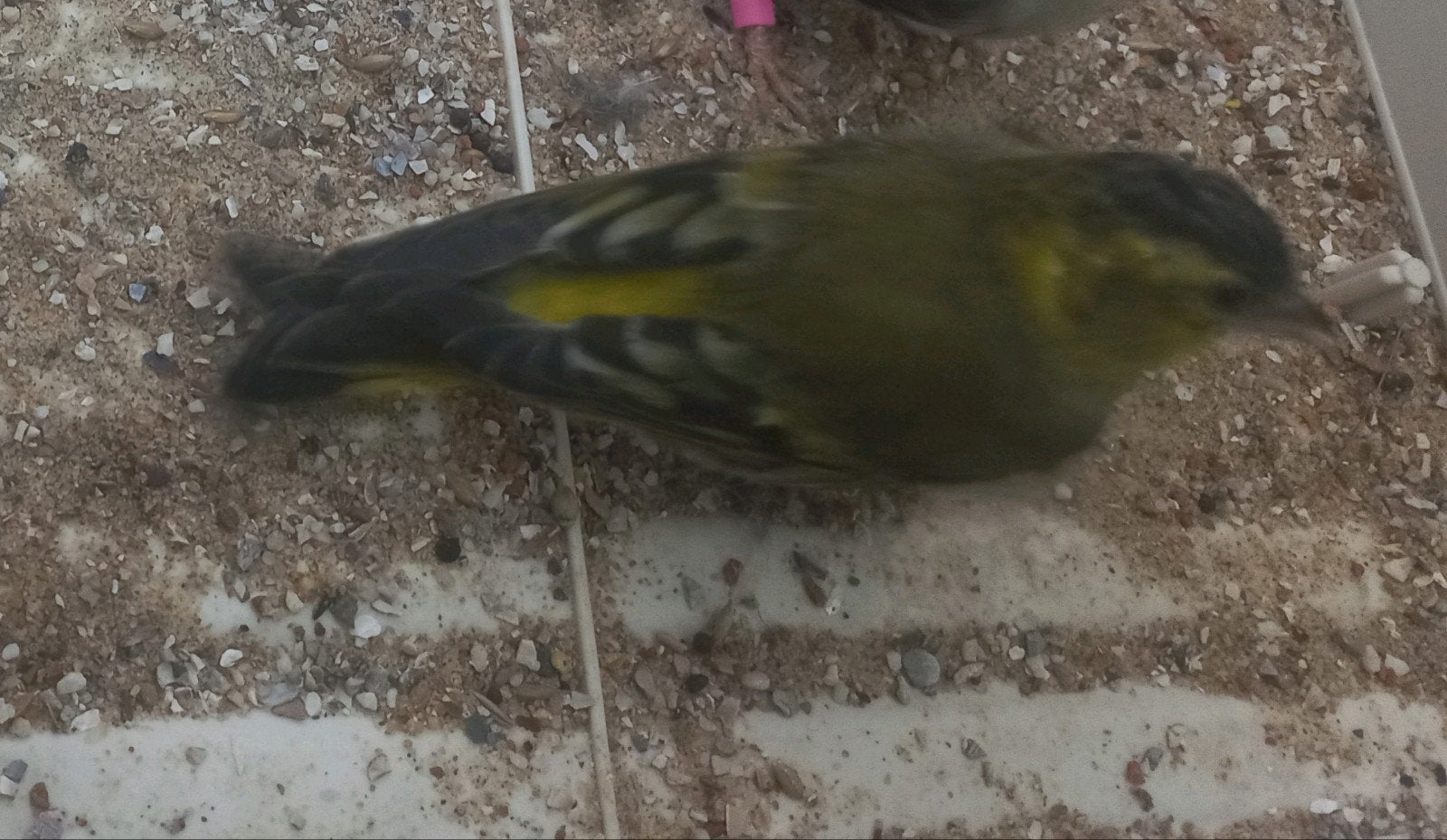 Eu sijs man Wildkleur split Agaat 2026 Joure, Dieren en Toebehoren, Mannelijk, Wildzangvogel, Geringd
