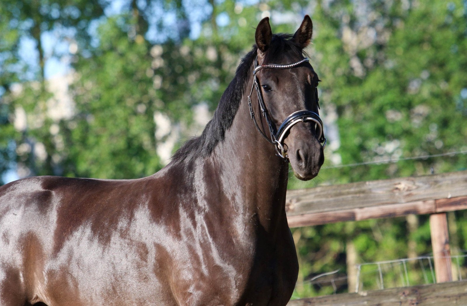 4 jarige Glamourdale x Tuschinsky merrie, Merrie, Met stamboom, B, Dressuurpaard