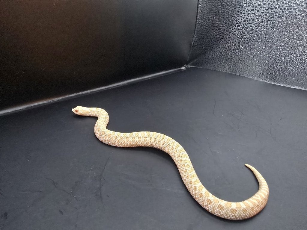 heterodon nasicus (haakneus) Hognose Snake photo 3