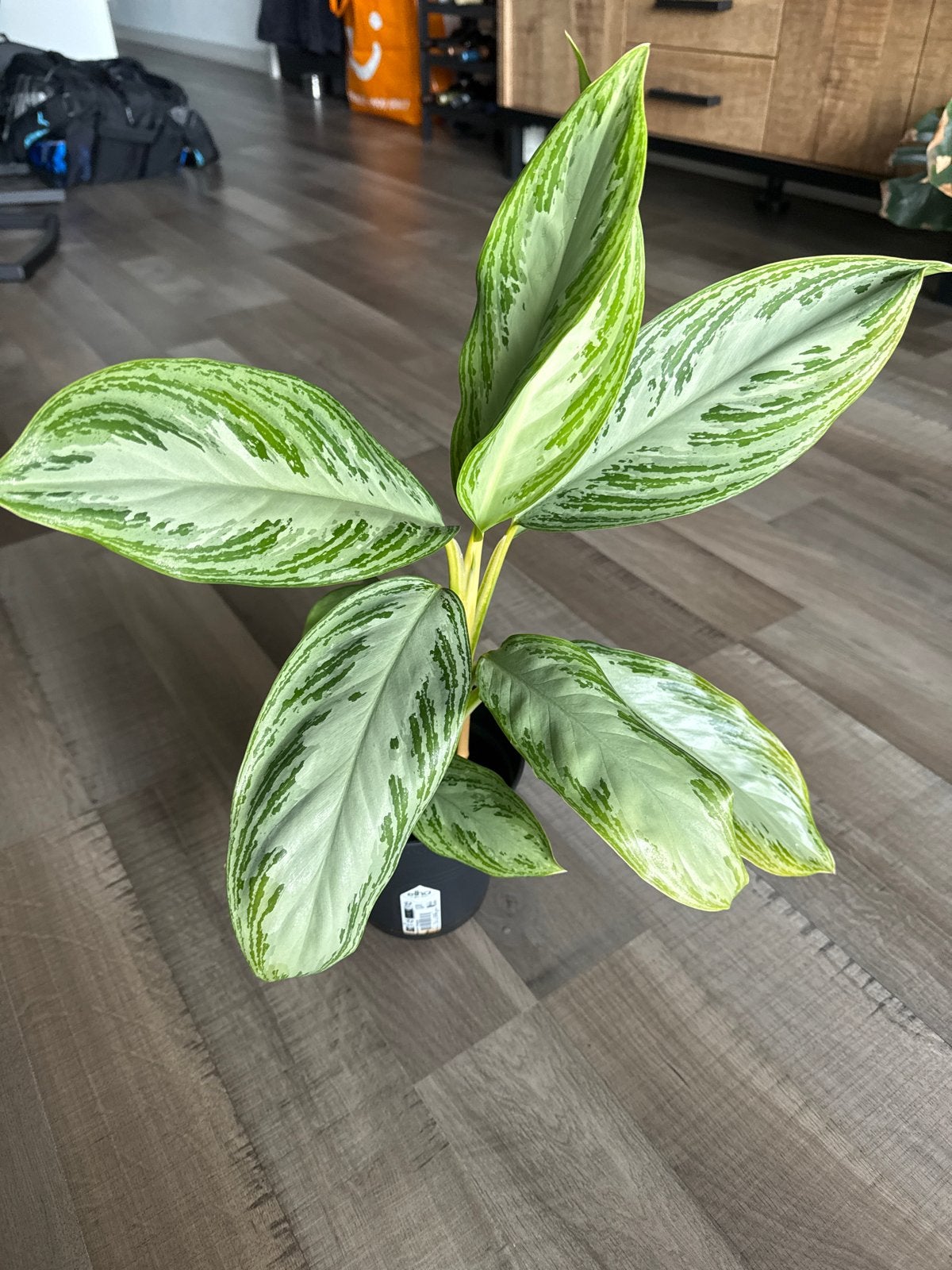 Aglaonema kamerplant met uniek bladpatroon, Overige soorten, In pot, Minder dan 100 cm, Groene kamerplant
