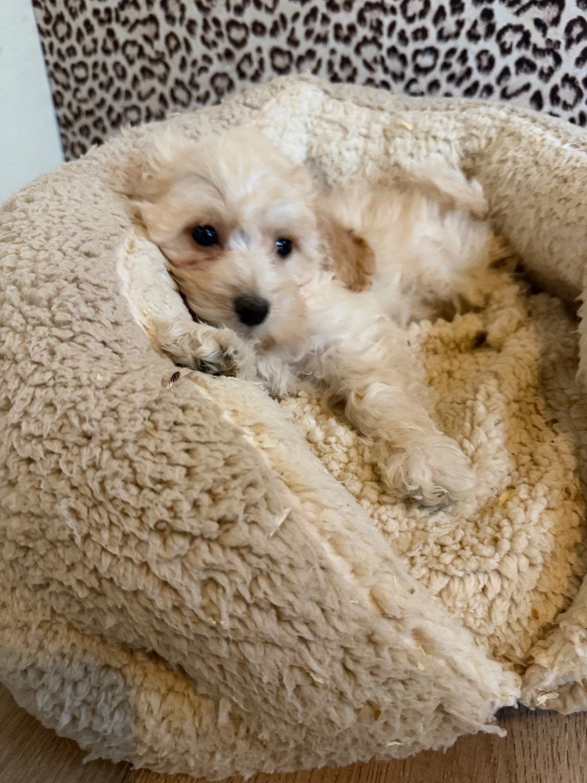 Maltipoo pups, maltipoo x toy poedel, Dieren en Toebehoren, Nederland, Overige rassen, CDV (hondenziekte), 8 tot 15 weken