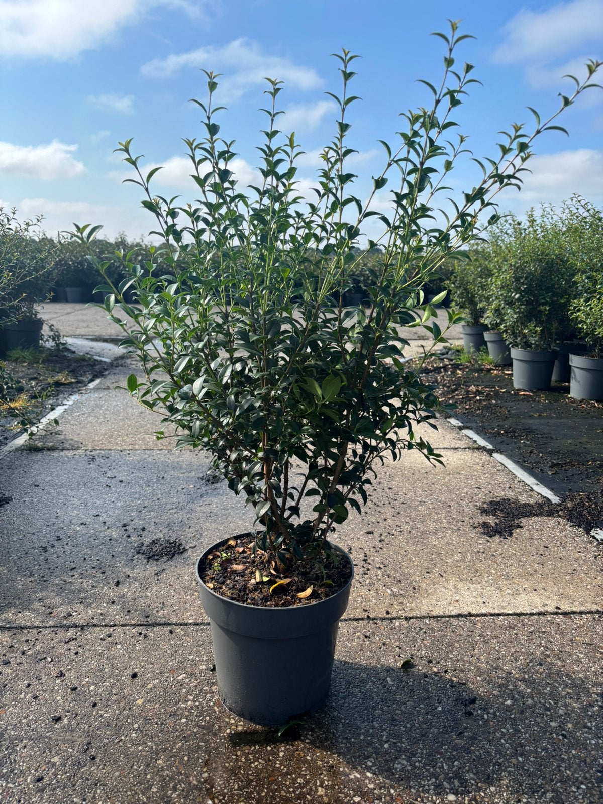 Osmanthus burkwoodii, Tuin en Terras, Overige soorten, Vaste plant, Ophalen of Verzenden, Halfschaduw