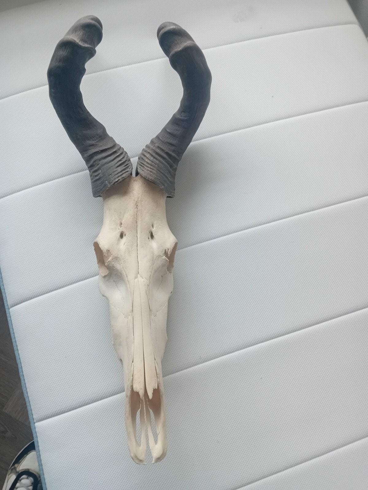 Hartebeest schedel met hoorns - Uniek decoratiestuk, Ophalen, Gebruikt